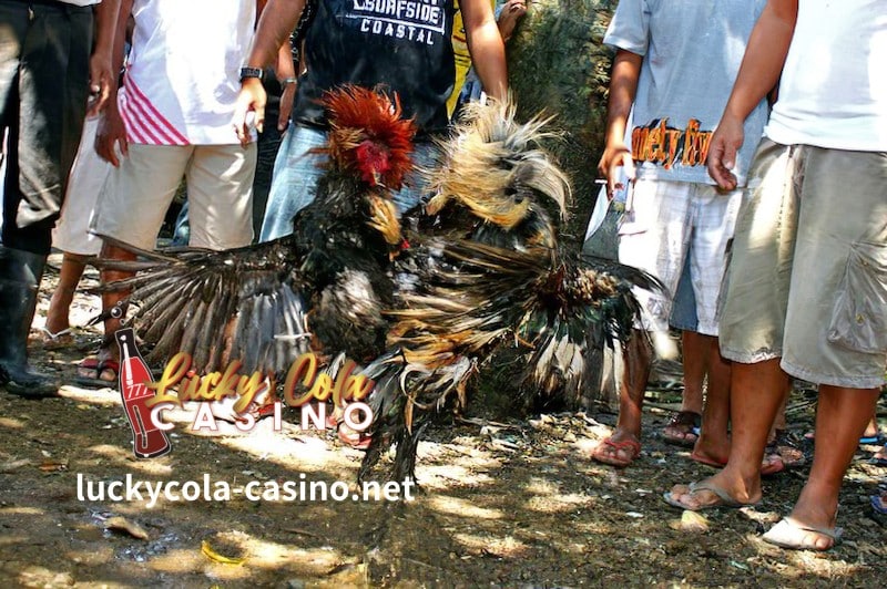 Para mas madaling matutunan kung paano tumaya sa sabong, inirerekumenda na gumamit ng regulated sabong online betting service.