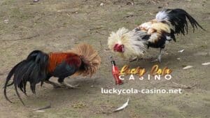 Sa post na ito ng blog, mauunawaan namin ang pinaka -agresibo na cock fighting (Sabong) upang maaari kang maghanda kapag pumipili na mag -breed.