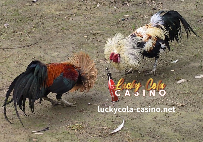 Sa post na ito ng blog, mauunawaan namin ang pinaka -agresibo na cock fighting (Sabong) upang maaari kang maghanda kapag pumipili na mag -breed.