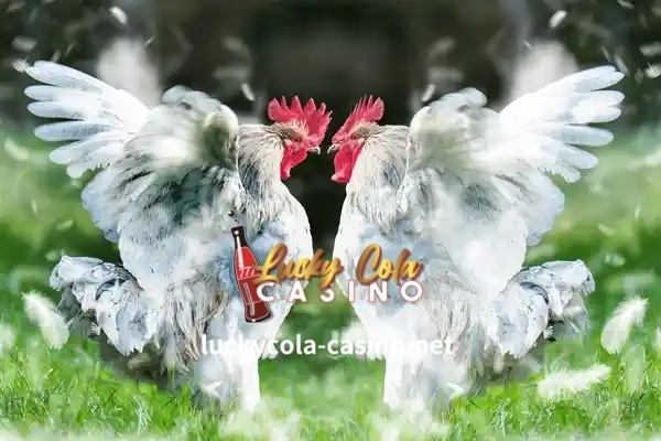 Ang isang tipikal na sabong ay maaaring tumagal mula sa ilang minuto hanggang mahigit kalahating oras at kadalasang nagreresulta sa pagkamatay ng isa o parehong manok.